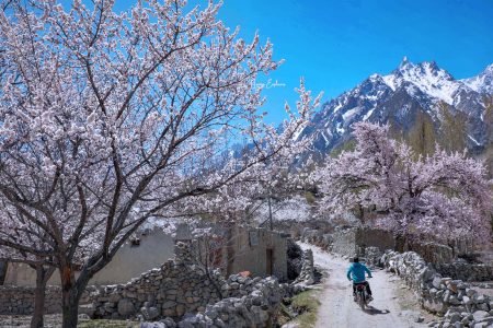 Hoa mơ nở rộ tại làng Ghulkin, Hunza, Pakistan, với sắc hồng và trắng rực rỡ nổi bật trên nền những ngọn núi tuyết của dãy Karakoram.