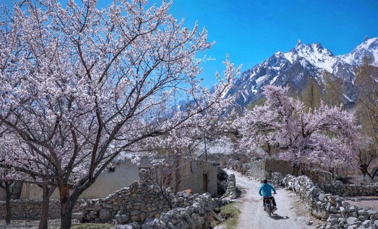 Hoa mơ nở rộ tại làng Ghulkin, Hunza, Pakistan, với sắc hồng và trắng rực rỡ nổi bật trên nền những ngọn núi tuyết của dãy Karakoram.