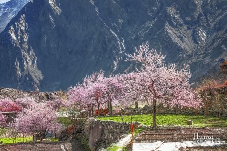 Mùa Hoa Mơ Nở Ở Ghulkin, Hunza – Thiên Đường Mùa Xuân Ở Thung Lũng Gojal