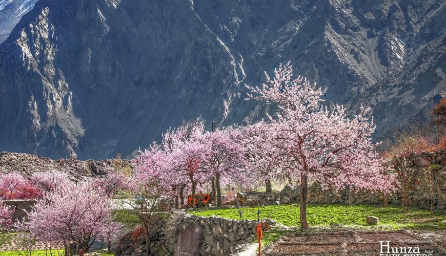 Mùa Hoa Mơ Nở Ở Ghulkin, Hunza – Thiên Đường Mùa Xuân Ở Thung Lũng Gojal