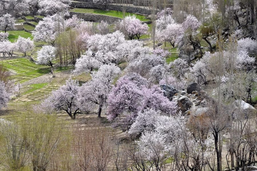 Skardu Cherry  Blossom Tour