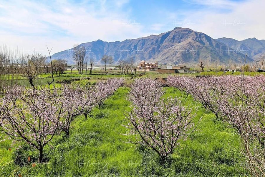 Swat & Hunza Cherry Blossom Tour