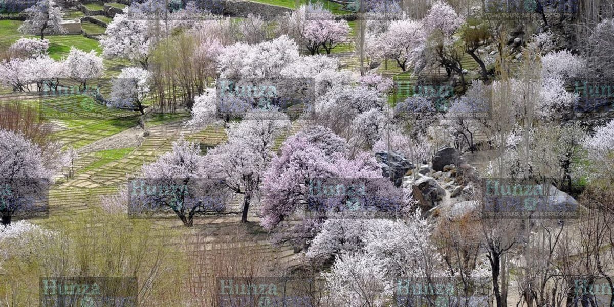 Skardu Cherry Blossom Tour tour photo
