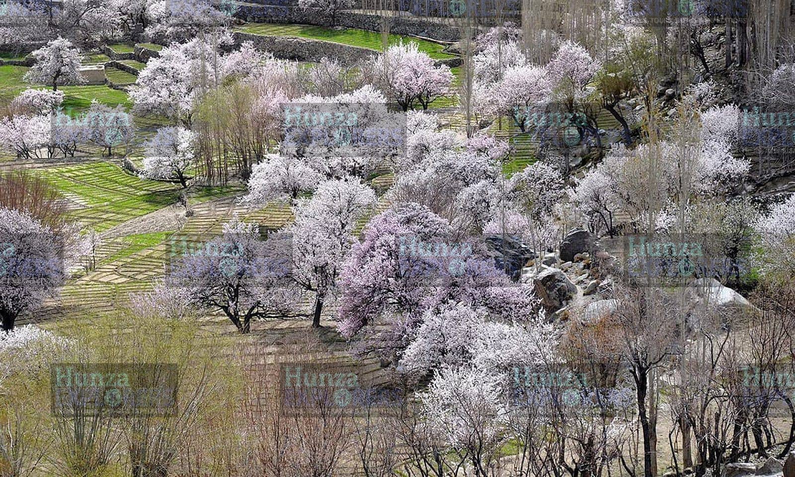 Hunza Cherry Blossom Tour