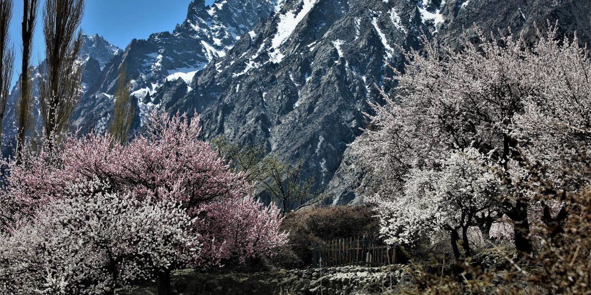 Hunza Cherry Blossom Tour tour photo