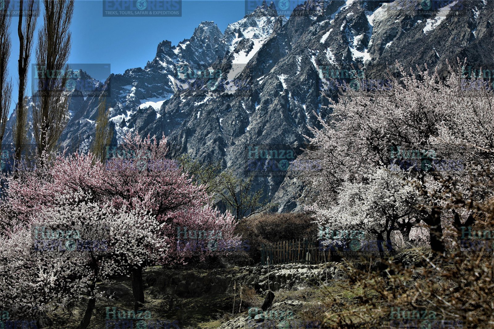 Hunza Cherry Blossom Tour