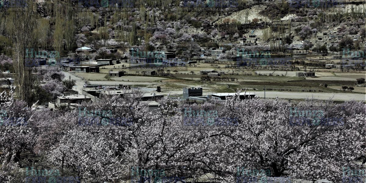 Hunza Cherry Blossom Tour tour photo