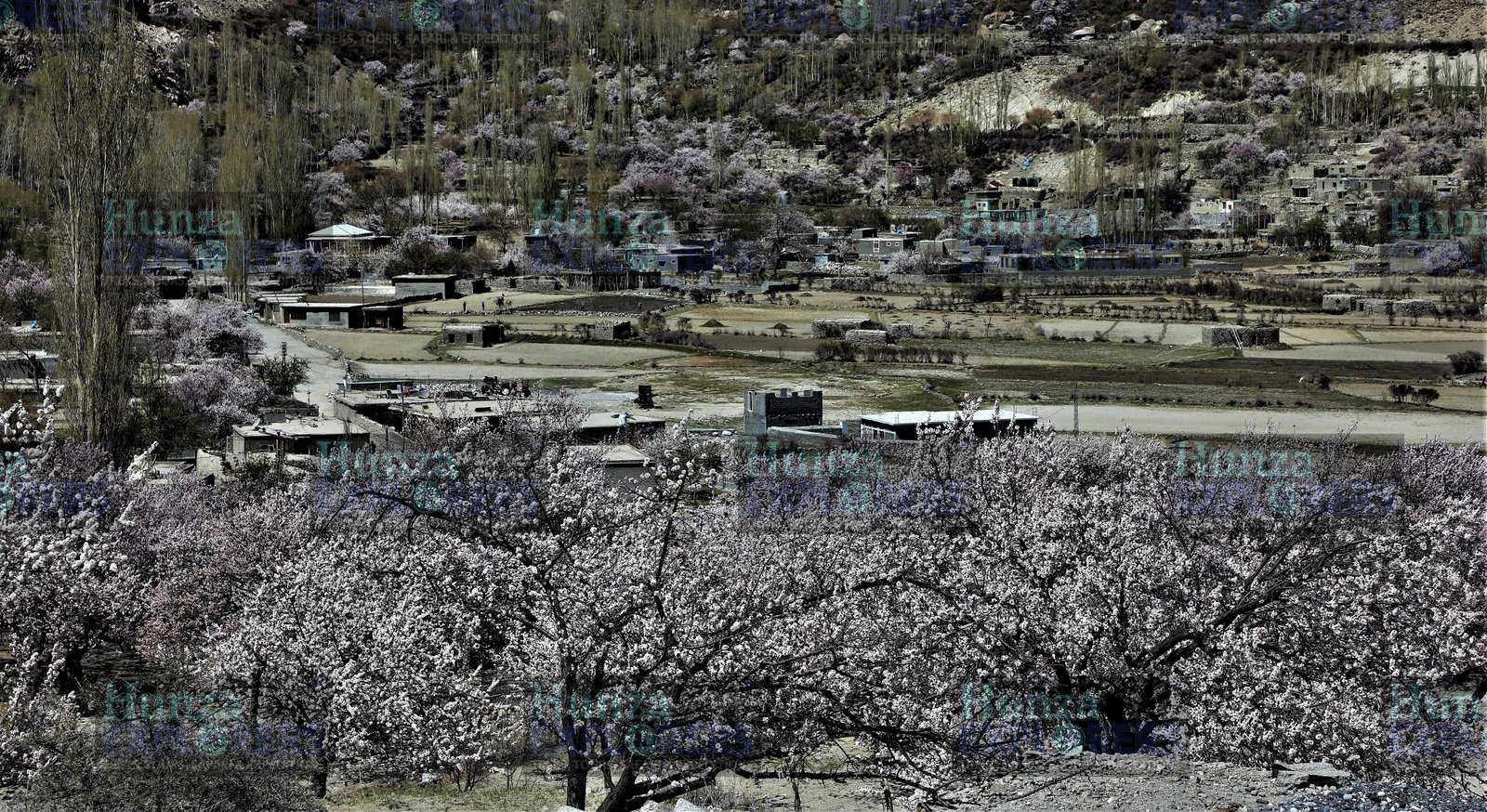 Hunza Cherry Blossom Tour