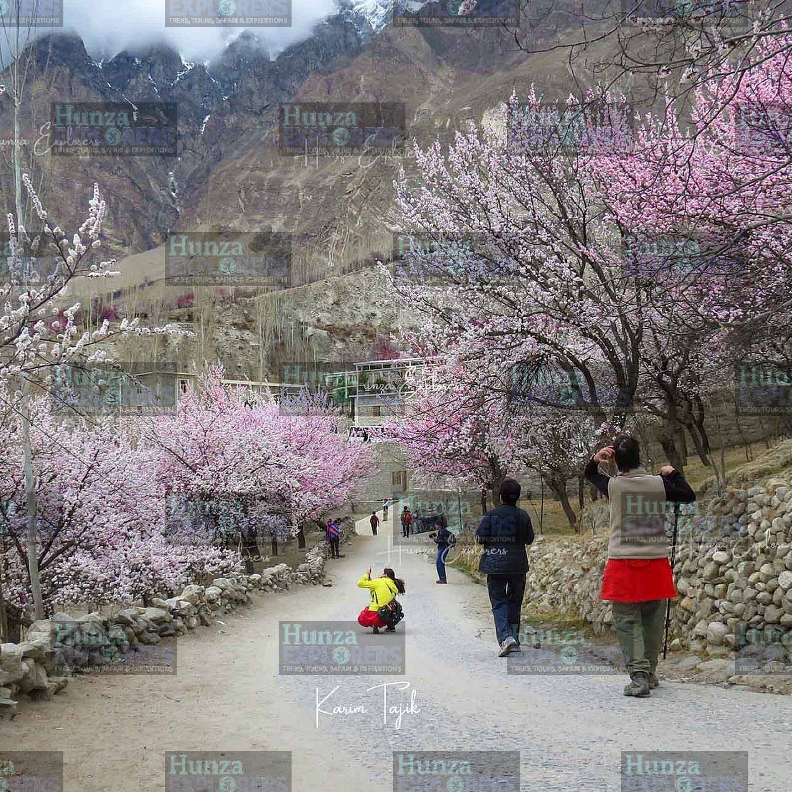 Hunza Cherry Blossom Tour