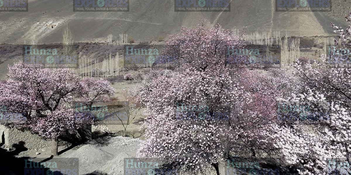 Skardu Cherry Blossom Tour tour photo