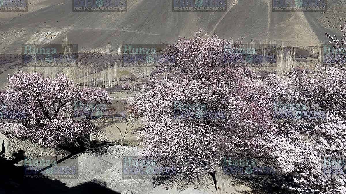 Skardu Cherry Blossom Tour