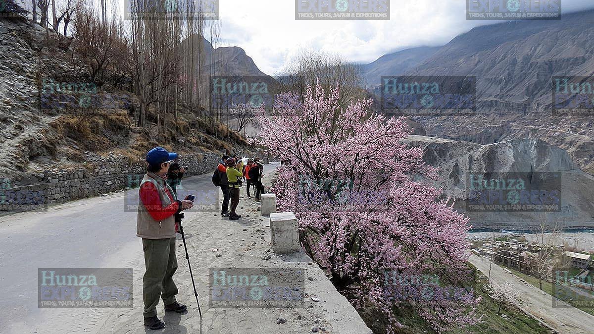 Hunza Cherry Blossom Tour