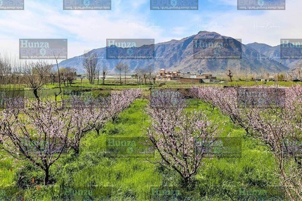 Swat & Hunza Cherry Blossom Tour