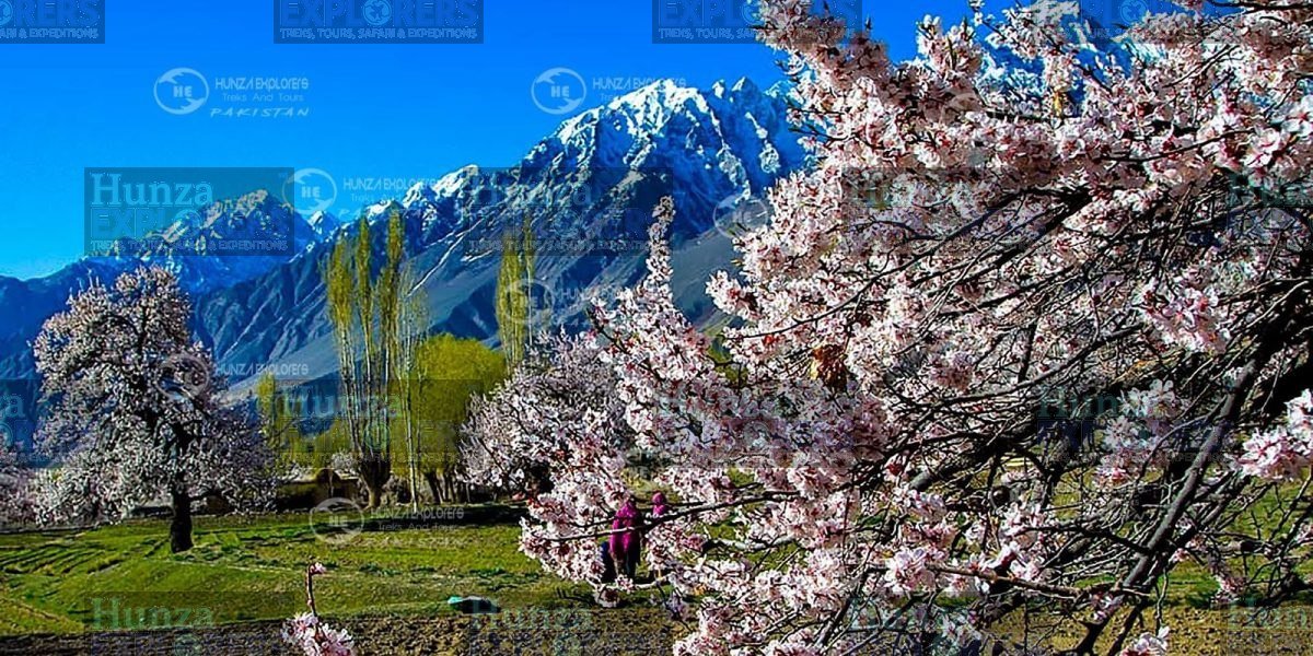 Swat & Hunza Cherry Blossom Tour tour photo