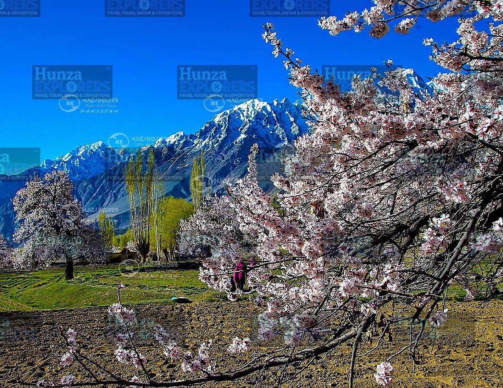 Swat & Hunza Cherry Blossom Tour