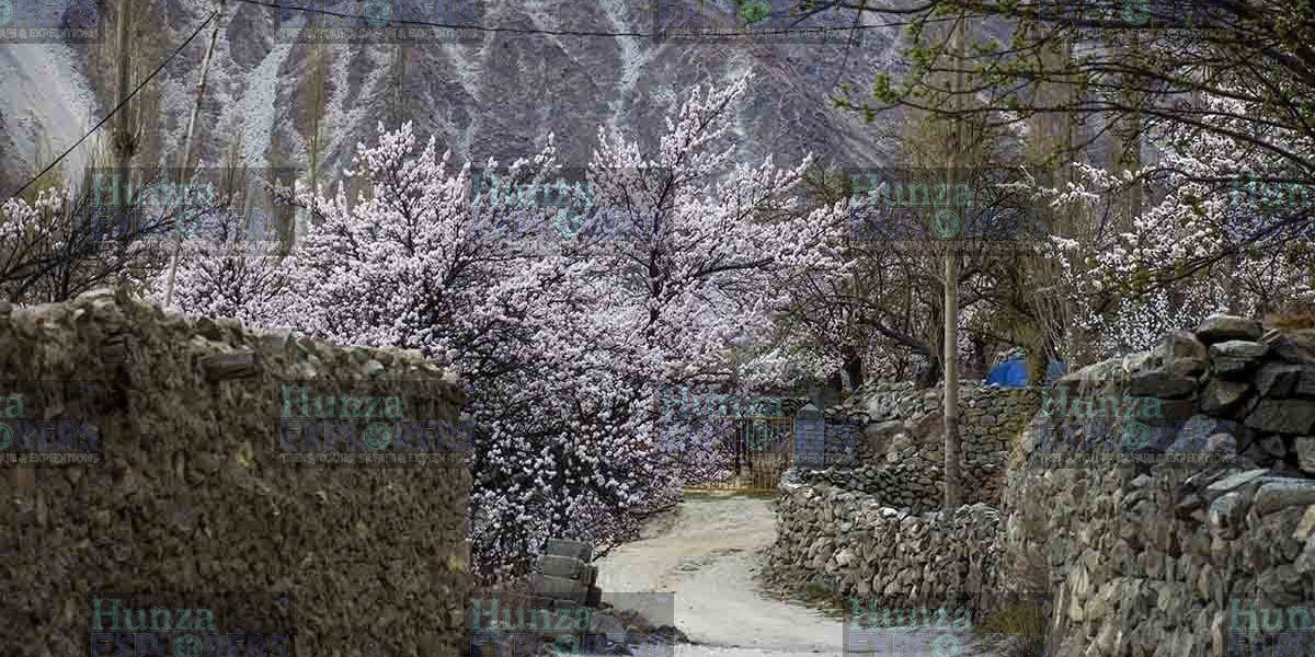 Swat & Hunza Cherry Blossom Tour tour photo