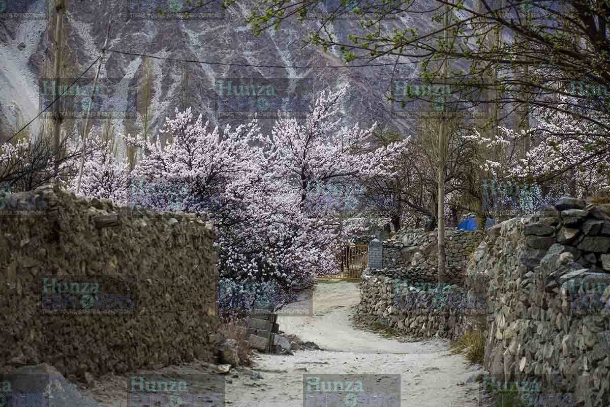 Gilgit Baltistan Spring Tour